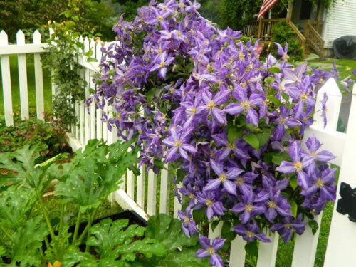 Clematis Tie Dye