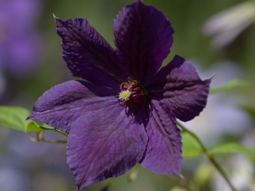 Clematis Negritjanka
