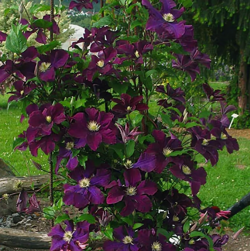 Clematis Warszawska Nike