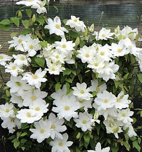 Clematis Toki