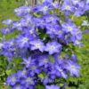 Clematis Stefan Franczak