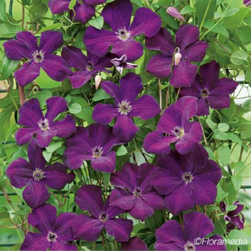 Clematis Royal Velours