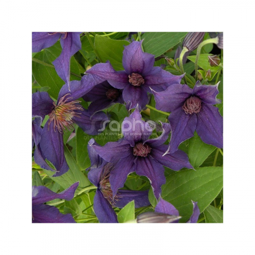 Clematis SAPHYRA Violetta