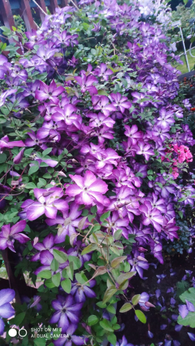 Clematis Venosa Violacea