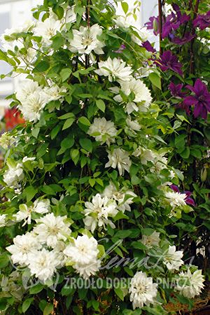 Clematis Yukiokoshi