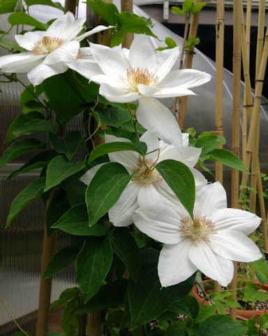 Clematis Mrs George Jackman