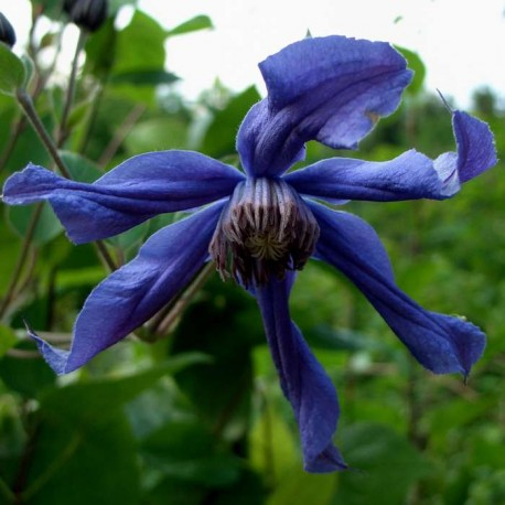 Clematis Sizaja Ptitsa