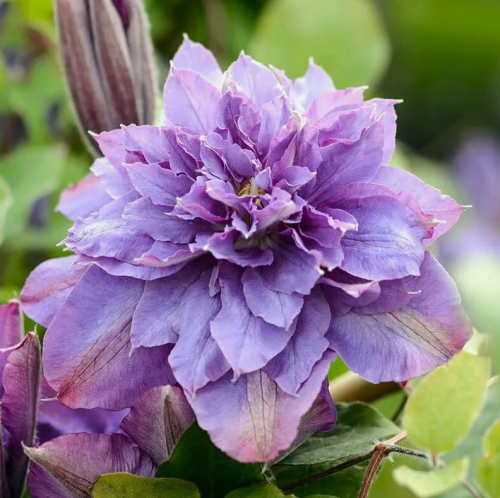 Clematis Vyvyan Pennell