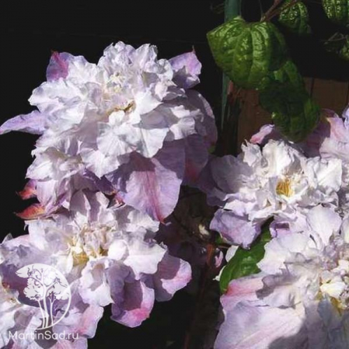 Clematis Veronicas Choice