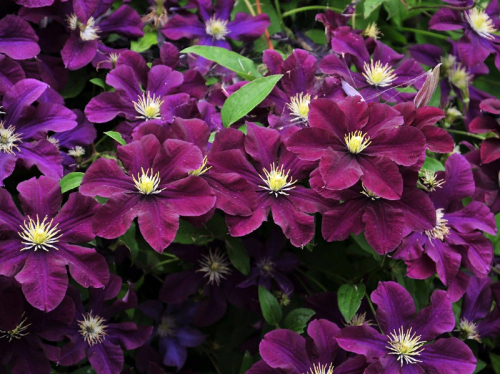 Clematis Warszawska Nike