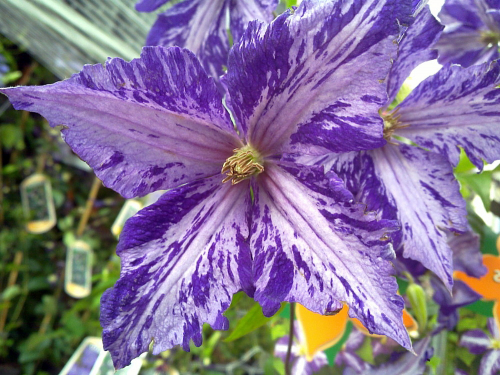 Clematis Tie Dye