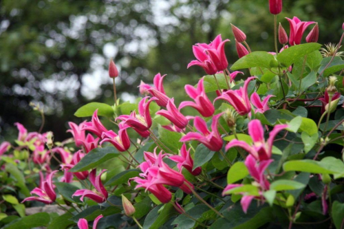 Clematis Princess Diana