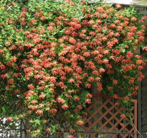 Lonicera brownii Dropmore Scarlet