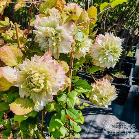 Clematis Midori