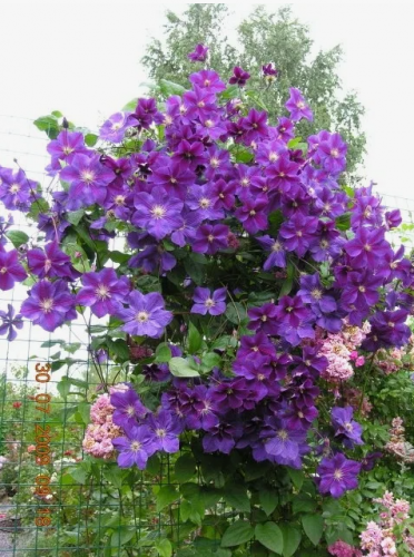 Clematis Star of India
