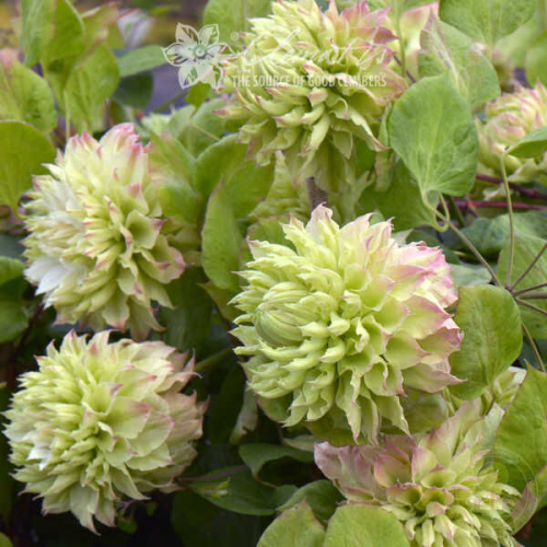 Clematis Midori