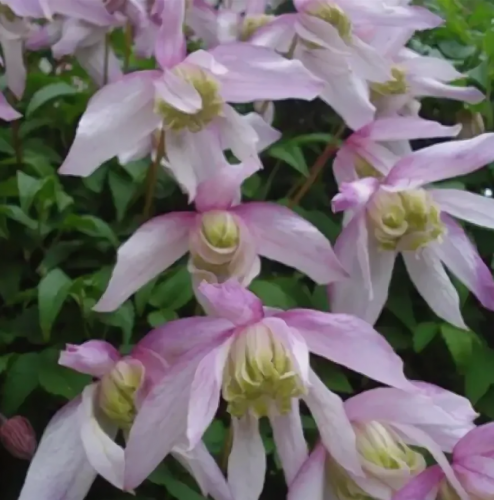 Clematis Pink Flamingo