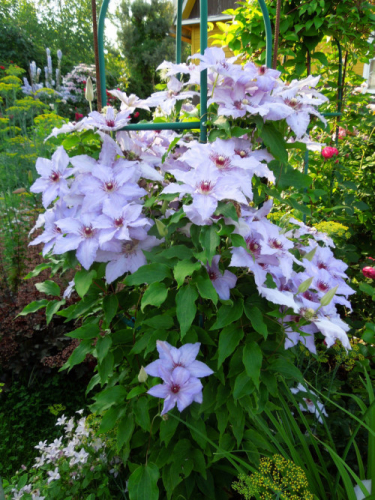 Clematis The First Lady