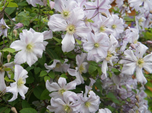 Clematis White Prince Charles