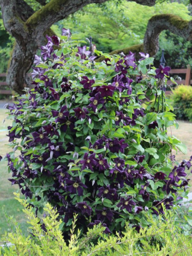 Clematis Romantika