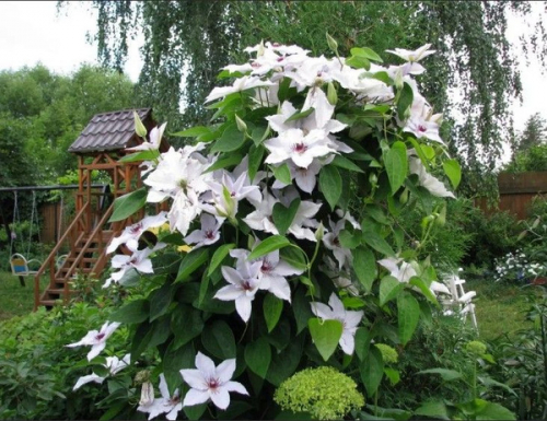 Clematis Snow Queen