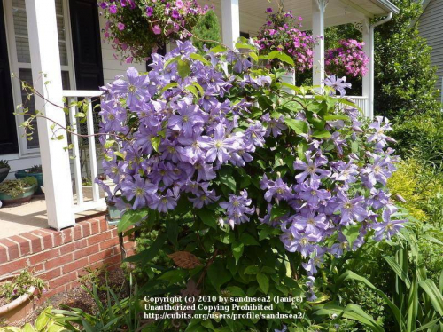 Clematis Prince Charles