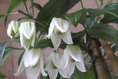 Clematis Winter Beauty