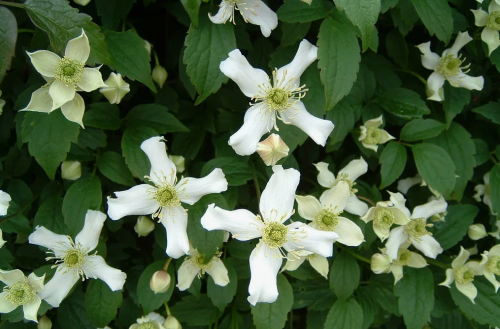Clematis Wilsonii
