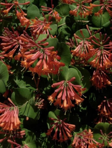 Lonicera brownii Dropmore Scarlet