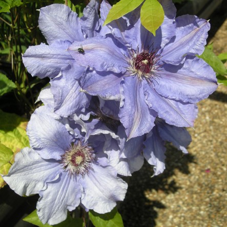 Clematis William Kennett