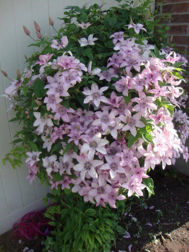 Clematis Pink Fantasy