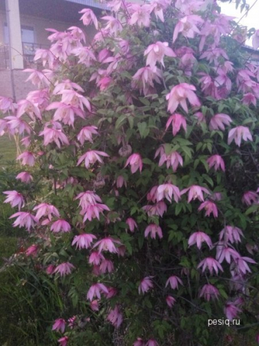 Clematis Pink Flamingo
