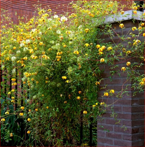 Clematis tangutica