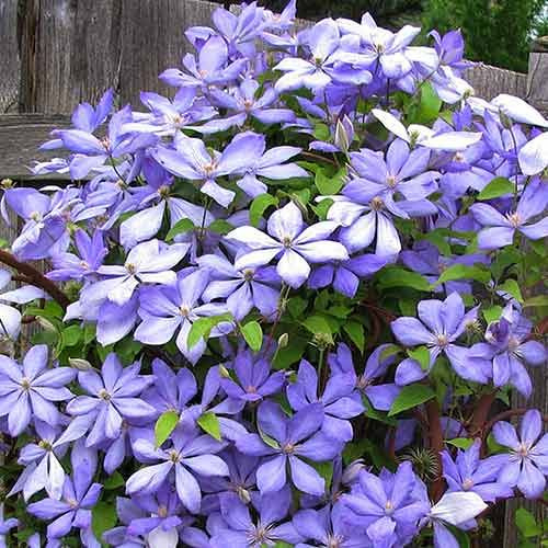 Clematis Mrs Cholmondeley