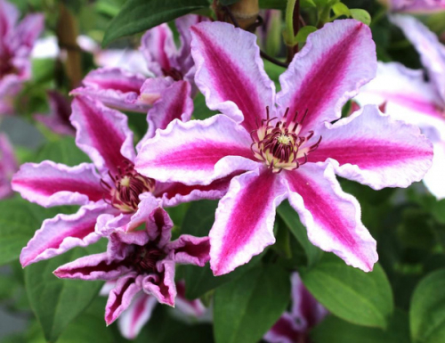 Clematis Tudor