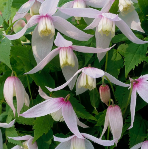 Clematis Willy