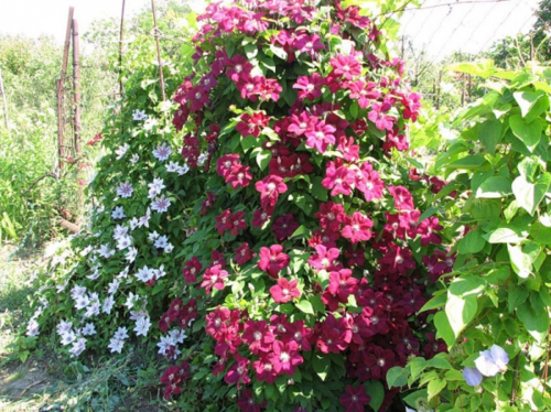 Clematis Rouge Cardinal