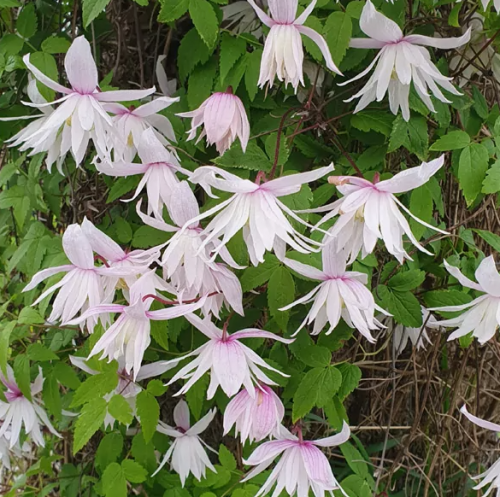 Clematis Pink Princess