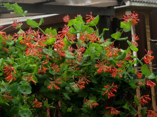 Lonicera brownii Dropmore Scarlet