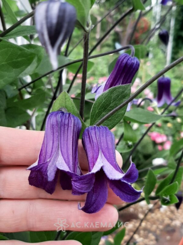 Clematis Rooguchi