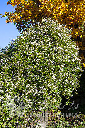 Clematis terniflora