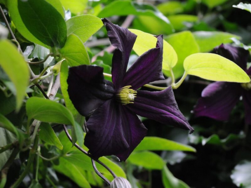 Clematis Romantika