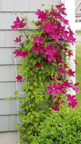 Clematis Ruutel