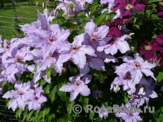 Clematis The First Lady