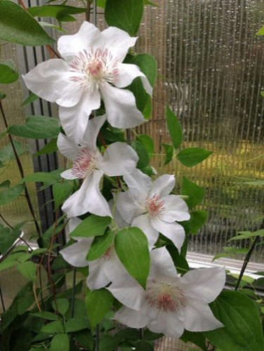 Clematis Valge Daam