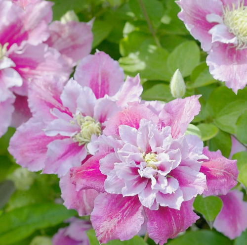 Clematis Piilu