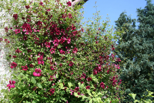 Clematis Rubra