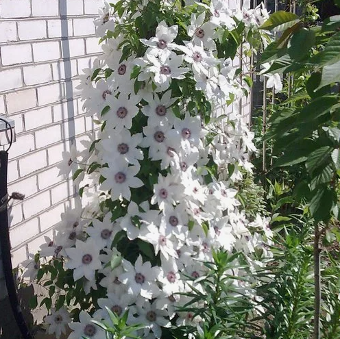 Clematis Miss Bateman