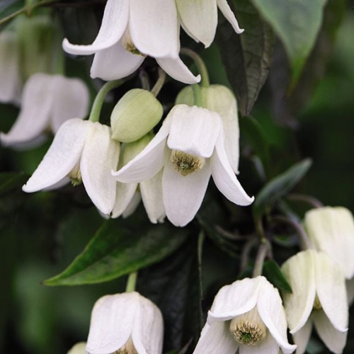 Clematis Winter Beauty