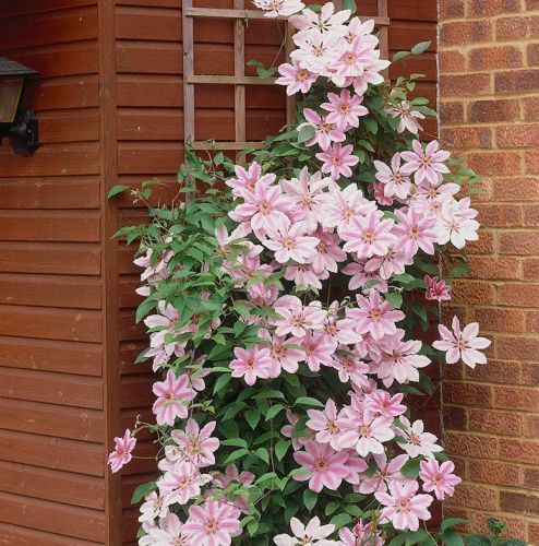 Clematis Nelly Moser